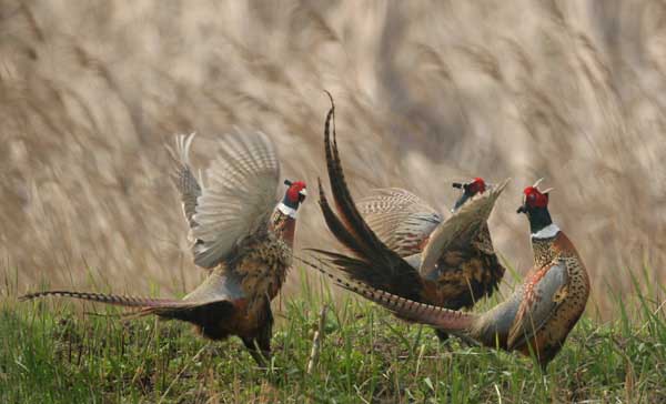 七彩山雞反季節(jié)繁殖方法 七彩山雞養(yǎng)殖技術(shù)