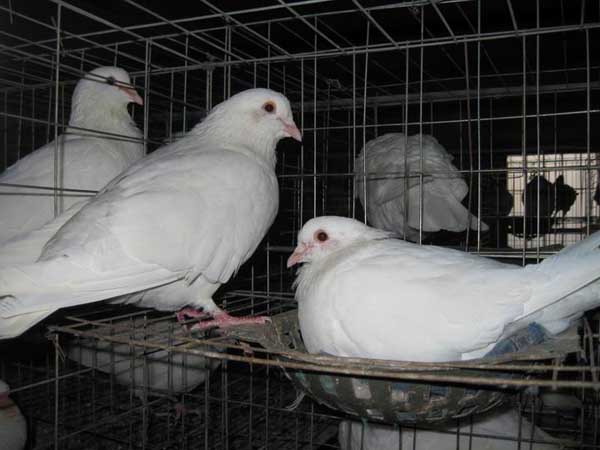 鴿子飼料配方原則及參考方案 鴿子的飼養(yǎng)技術(shù)