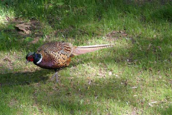 山雞養(yǎng)殖技術