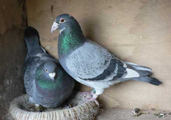 鴿子的生活習(xí)性淺述 鴿子飼養(yǎng)方法