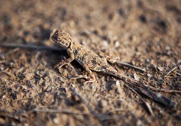 壁虎養(yǎng)殖技術 壁虎的養(yǎng)殖技術