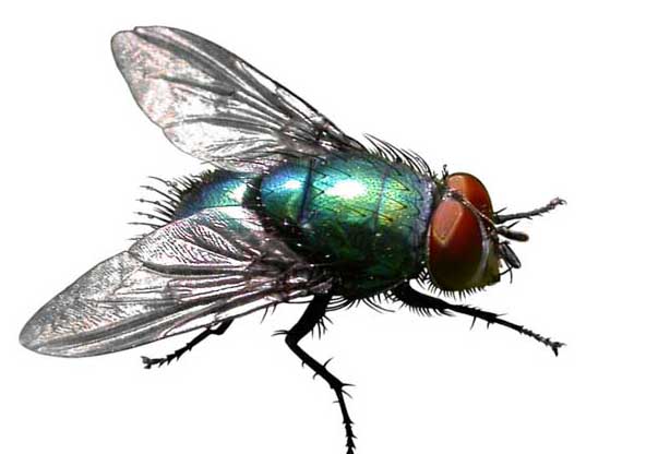 蒼蠅養(yǎng)殖技術 蒼蠅飼養(yǎng)管理方法