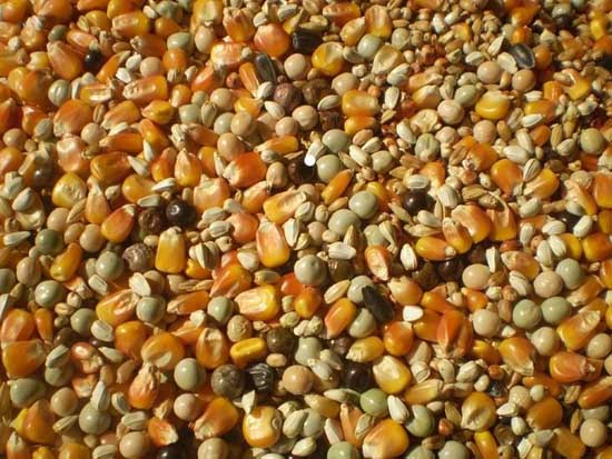 鴿子飼料的選擇和搭配方式 鴿子的飼養(yǎng)技術(shù)