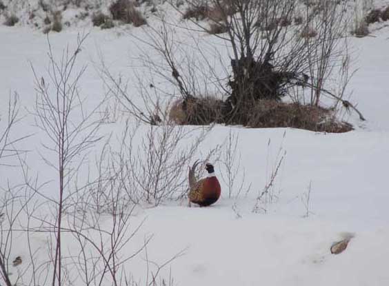 美國(guó)七彩山雞馴養(yǎng)技術(shù) 七彩山雞養(yǎng)殖