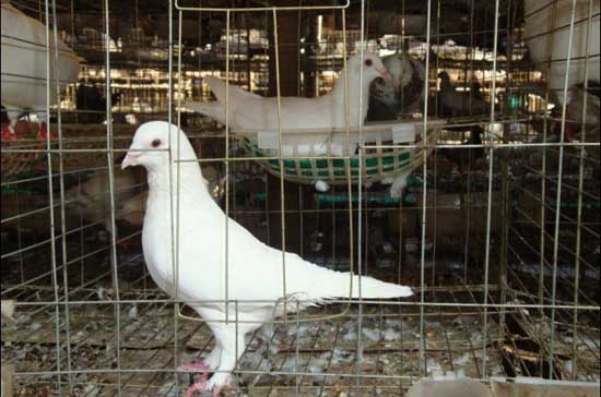 白羽王鴿高產(chǎn)養(yǎng)殖技術(shù) 養(yǎng)鴿技術(shù)