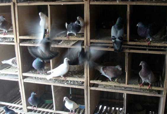 信鴿養(yǎng)殖最忌諱什么 養(yǎng)鴿技術