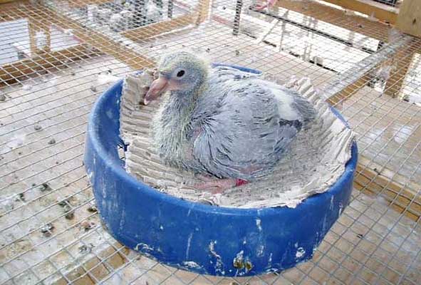 乳鴿瘦小的原因分析及處理措施 乳鴿養(yǎng)殖技術(shù)