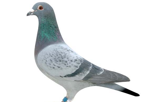 如何判斷鴿子是否將要產(chǎn)蛋 鴿子養(yǎng)殖方法