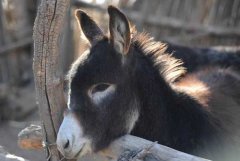 當(dāng)前養(yǎng)驢前景如何？毛驢養(yǎng)殖業(yè)前景怎么樣分析