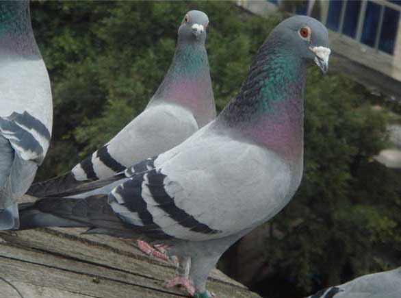 種鴿培育過程中需要注意的事項 養(yǎng)鴿技術(shù)