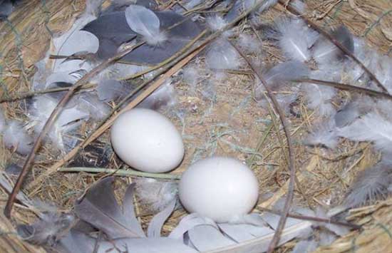 鴿子無精蛋增多的原因分析及應(yīng)對措施 鴿子飼養(yǎng)管理方法