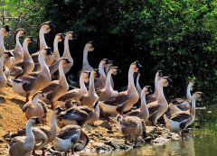 鵝場消毒常見的四大誤區(qū)，看看你您中招幾條