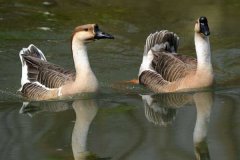 蛋鵝春季高產(chǎn)管理措施有哪些，這幾條最重要