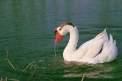 冬季如何高效養(yǎng)鵝，新手冬季養(yǎng)鵝需要注意什么