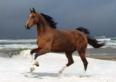 如何提高馬繁殖力？