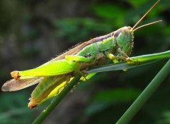 蝗蟲養(yǎng)殖前景怎么樣?