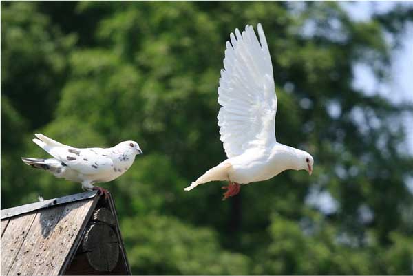 肉鴿養(yǎng)殖管理的基本知識 肉鴿管理技術(shù)