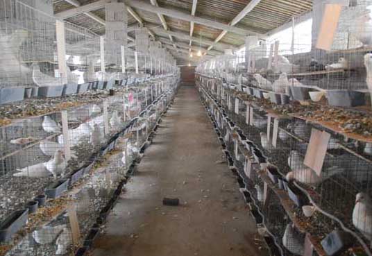 白羽王鴿的養(yǎng)殖管理技術(shù) 養(yǎng)鴿知識(shí)