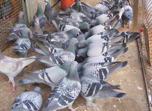 鴿子養(yǎng)殖戶如何才能引進優(yōu)良肉鴿品種 鴿子的品種知識