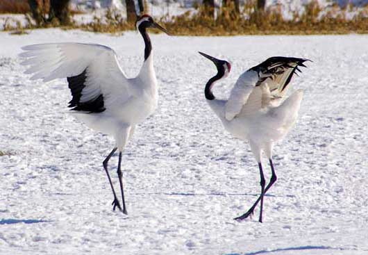 丹頂鶴的生活習(xí)性 丹頂鶴的養(yǎng)殖技術(shù)