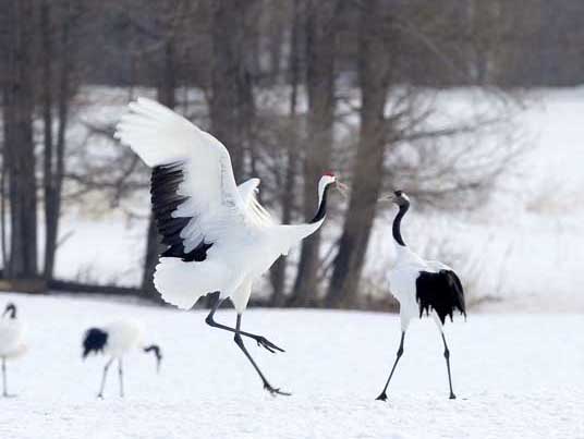 丹頂鶴的生活習(xí)性 丹頂鶴的養(yǎng)殖技術(shù)