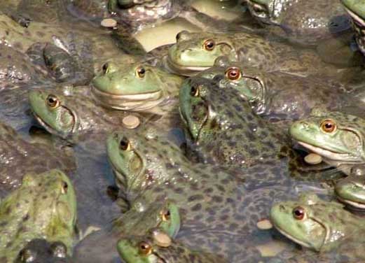 牛蛙養(yǎng)殖技術(shù) 牛蛙養(yǎng)殖技術(shù)