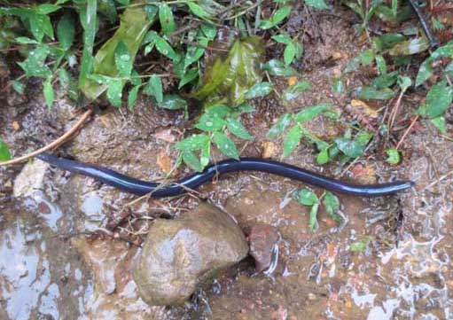 蚯蚓人工養(yǎng)殖視頻指導(dǎo) 蚯蚓養(yǎng)殖