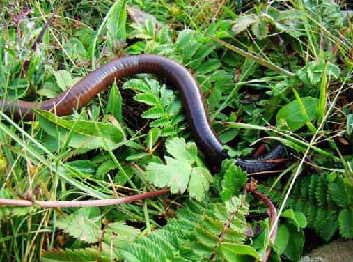 蚯蚓人工養(yǎng)殖視頻指導(dǎo) 蚯蚓養(yǎng)殖