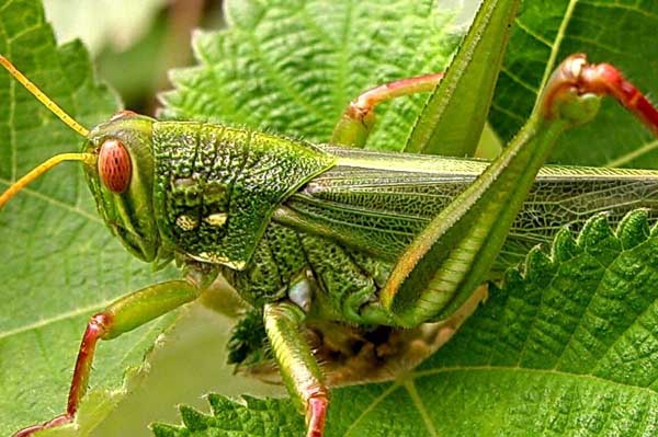蝗蟲的養(yǎng)殖前景 蝗蟲養(yǎng)殖方法