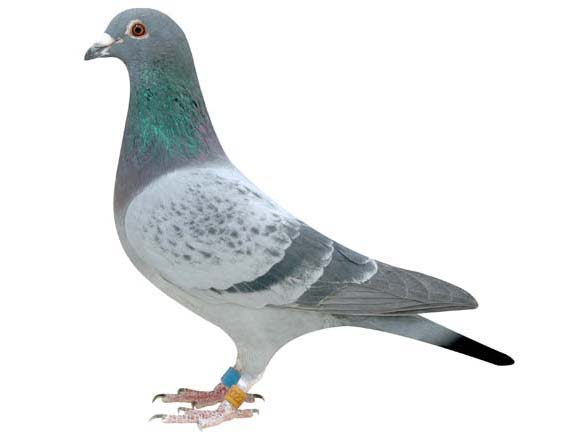 三招簡單判別肉鴿的雄雌 肉鴿養(yǎng)殖技術(shù)