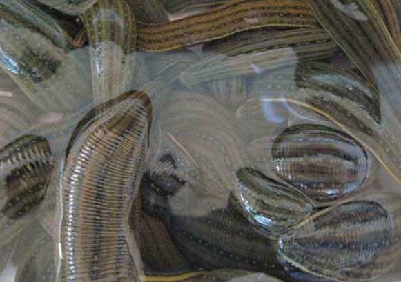 水蛭的養(yǎng)殖前景 水蛭飼養(yǎng)管理方法