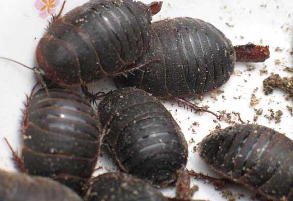 土元的養(yǎng)殖技術