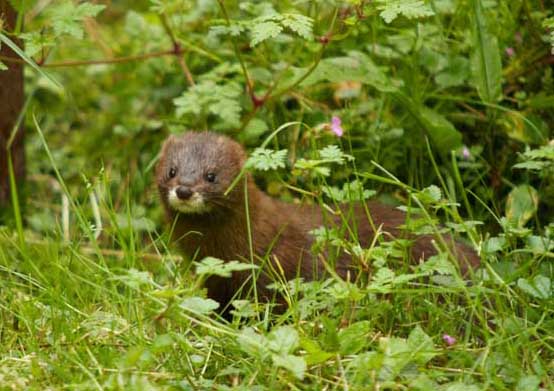 水貂養(yǎng)殖前景 水貂養(yǎng)殖方法