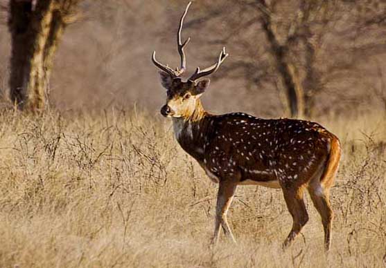 梅花鹿吃什么 梅花鹿養(yǎng)殖