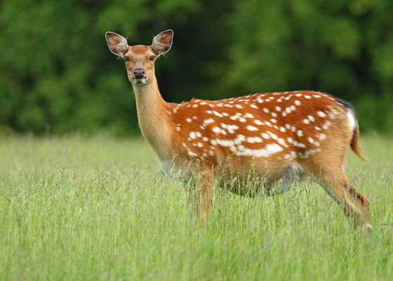 梅花鹿養(yǎng)殖技術(shù) 梅花鹿養(yǎng)殖