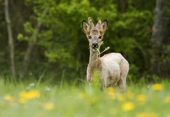 狍子養(yǎng)殖技術(shù) 特種動(dòng)物飼養(yǎng)方法
