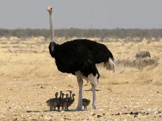 鴕鳥(niǎo)的高效養(yǎng)殖技術(shù) 鴕鳥(niǎo)飼養(yǎng)方法