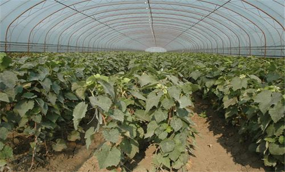 什么是粉塵農(nóng)藥,它有什么特點