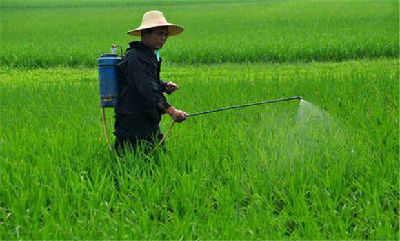 按農藥性質，執(zhí)行施藥技術規(guī)程