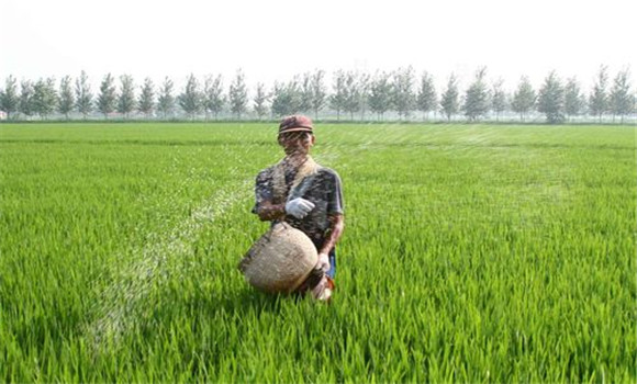 巧施穗肥，氮、磷、鉀配合施用