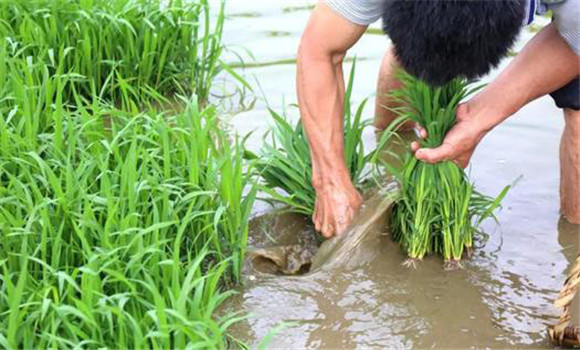 及時耕翻曬垡，施足基肥