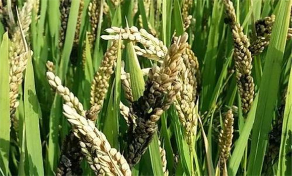 怎樣防治水稻稻曲病藥劑防治技術(shù)