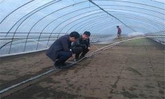 大棚番茄、水稻高效栽培模式簡介