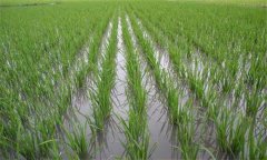 直播稻倒伏、草害嚴(yán)重怎么辦，應(yīng)對措施有哪些