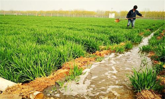 怎樣利用沼液、沼渣種植水稻