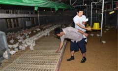 干撒式發(fā)酵床飼養(yǎng)肉雞有哪些優(yōu)勢?