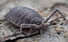 土鱉蟲(chóng)的藥用價(jià)值知多少 土鱉蟲(chóng)的功效與作用