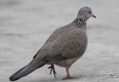 斑鳩吃什么食物？