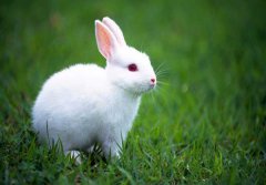 兔子拉稀怎么辦？