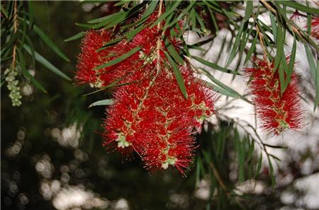 垂柳紅千層的功效與作用 紅千層的作用